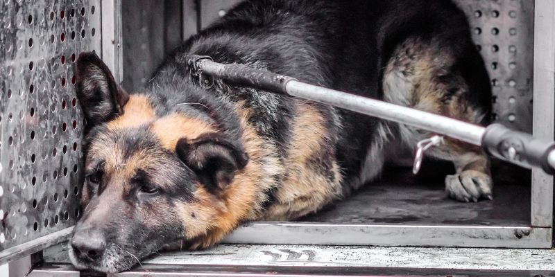 Tužan pas koji se odvodi iz ulice u azil, simbolizuje gubitak slobode uličnog psa