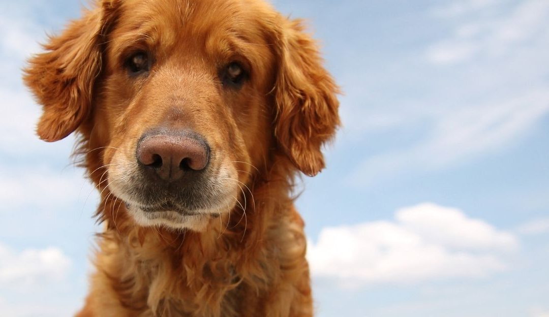 Patnja kao put: kako pas otkriva stvarnu cenu naših izbora