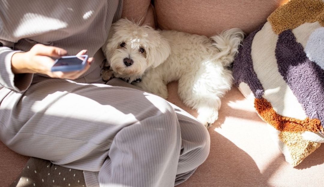 Da li pas može razmišljati negativno?