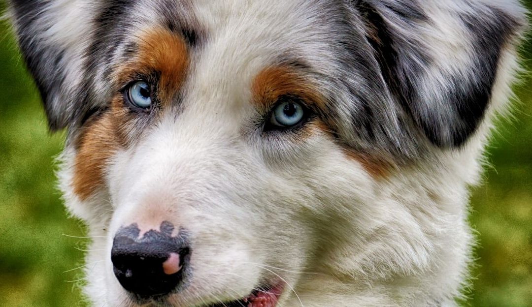 Da li psi i deca reaguju na ono što radimo?