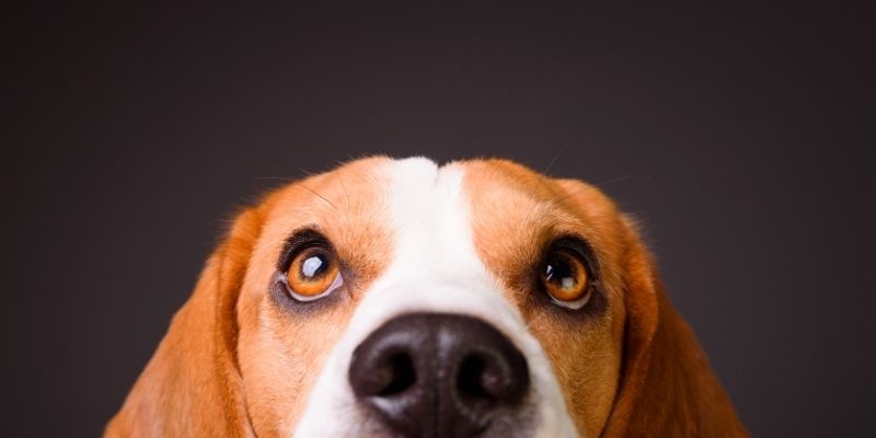 Pas zabrinutog izraza u napetoj porodičnoj atmosferi