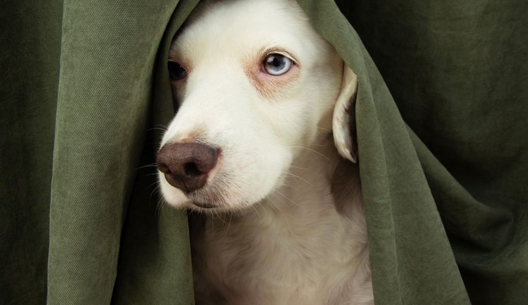 Pas ostaje sam i plače: šta je zapravo separaciona anksioznost