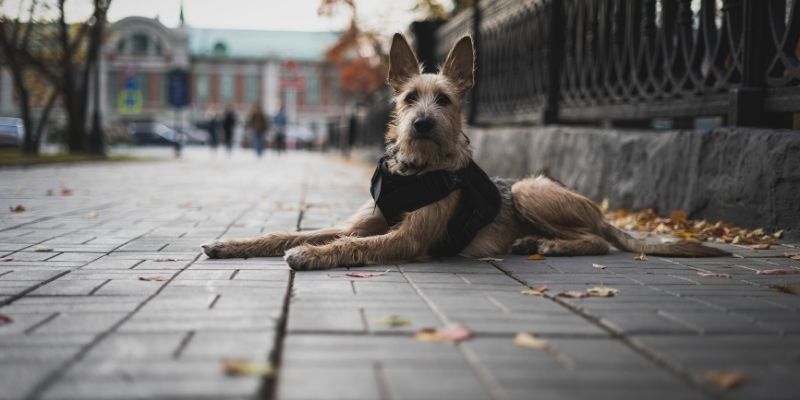 Pas u urbanom okruženju – simbol izazova savremenog života i važnosti podrške psima u ishrani
