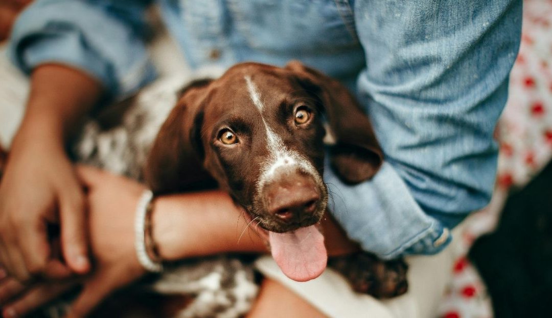 Zašto se pas lepi uz mene, mazi se i stalno traži kontakt?