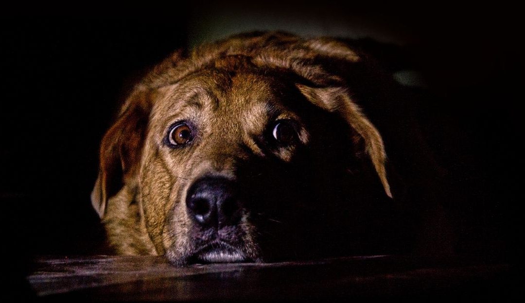 strah i kazna kod psa