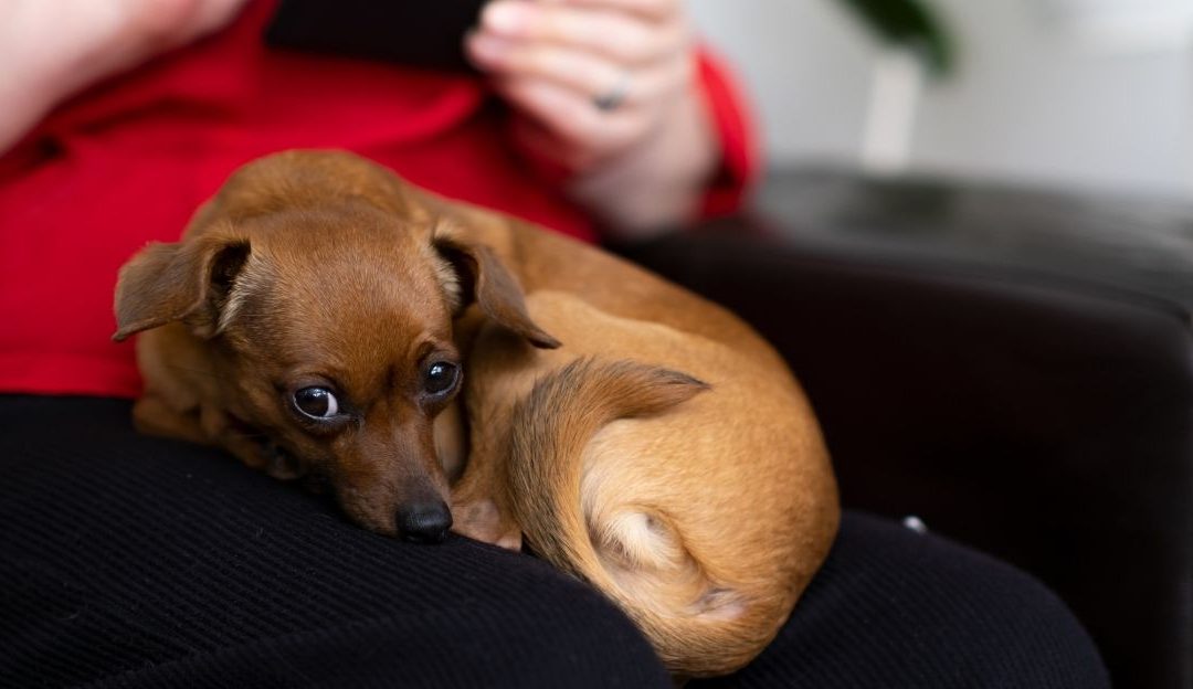 Pas leži u krilu vlasnika i pruža emocionalnu podršku