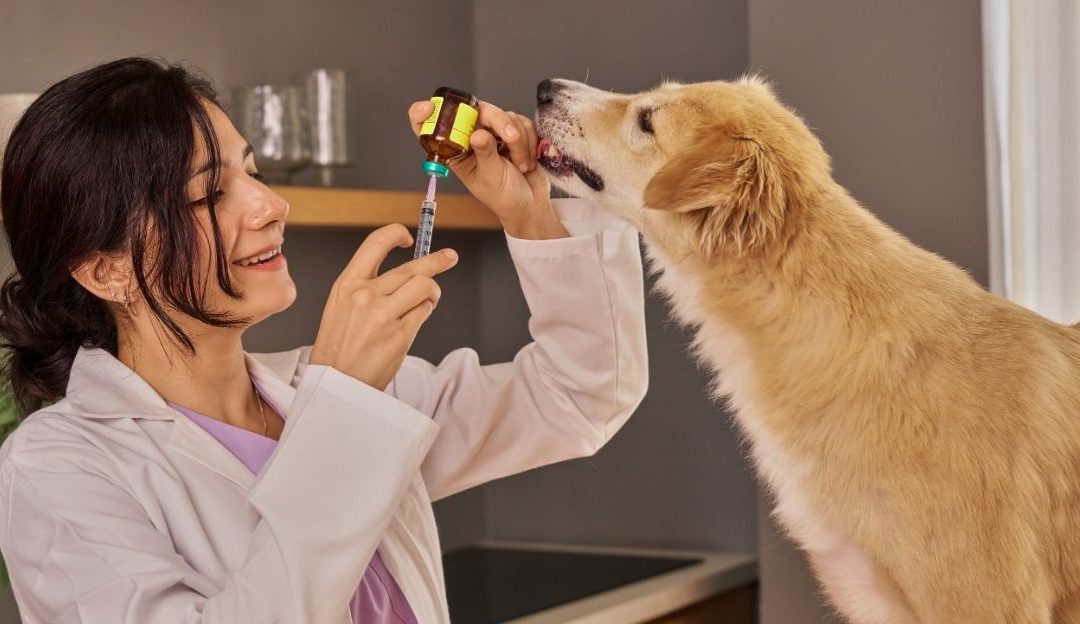 Pas prima vakcinu protiv besnila kod veterinara