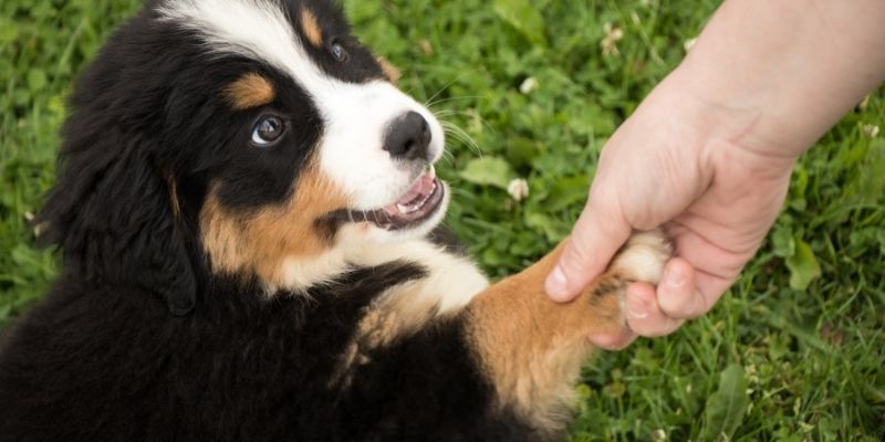 pas i vlasnik cena izbora