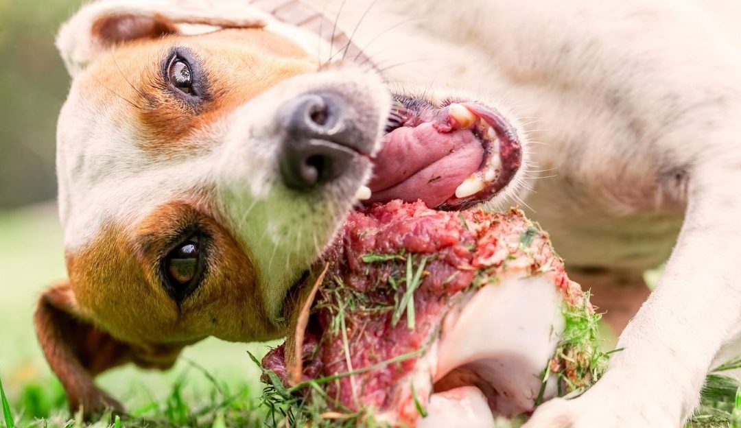 Pas bezbedno žvaće svežu sirovu kost