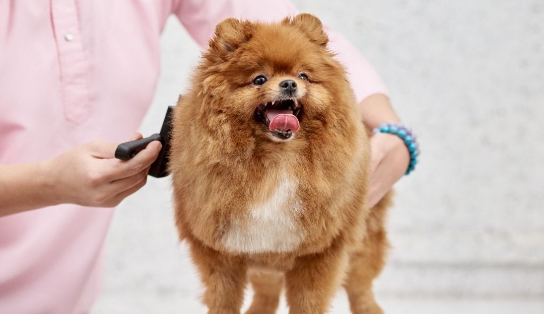 Pomeranac se češlja nakon kupanja uz pomoć četke za podlaku.