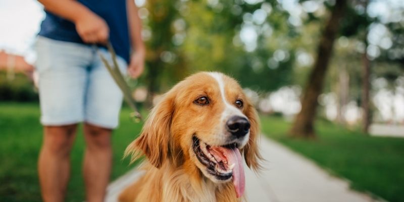 Vlasnik i pas u harmoniji – šetnja ili zajednički trenutak opuštanja