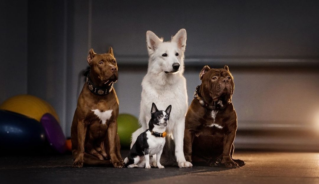 Zašto psi nisu tema zoologije