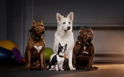 Zašto psi nisu tema zoologije