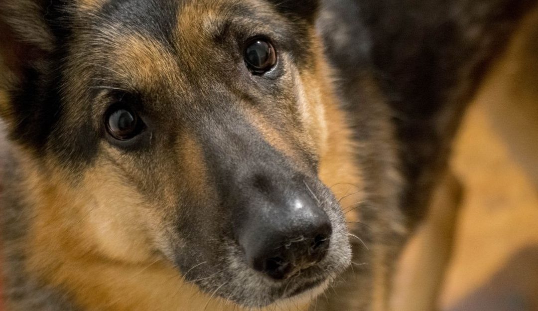 Treći talas evolucije pasa i poruke sa filmskog platna