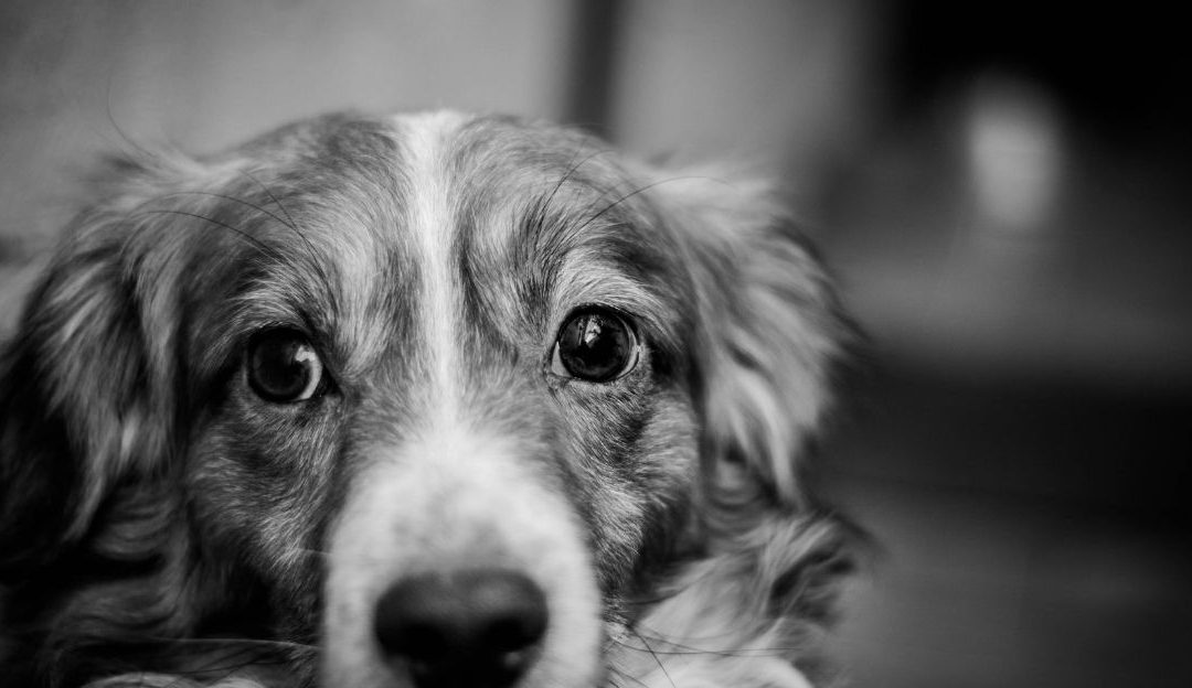 Sećanje na psa, crno - bela fotografija