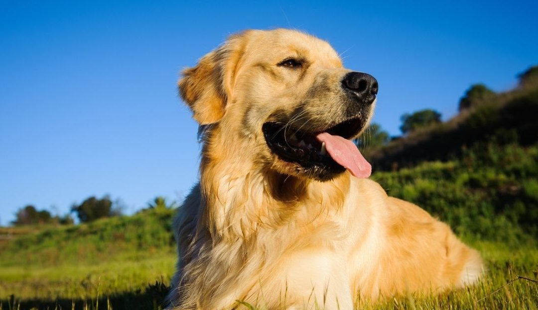 Autofagija kod pasa: Prirodni mehanizam oporavka