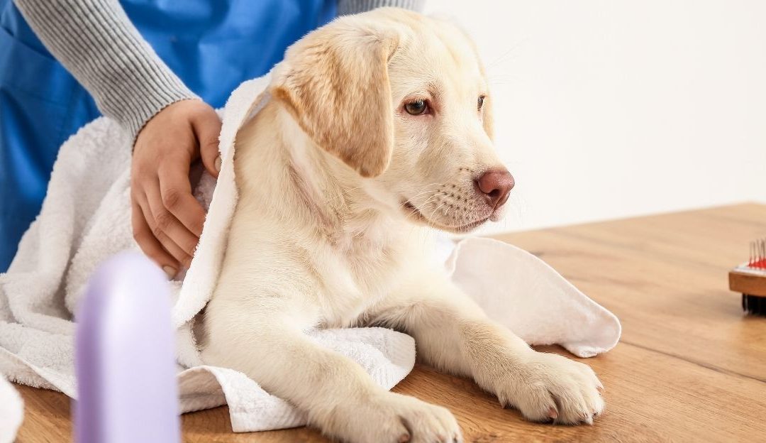 Brisanje psa vlažnom krpom bez alkohola
