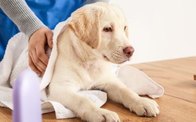 Da li smem da brišem psa vlažnim maramicama?