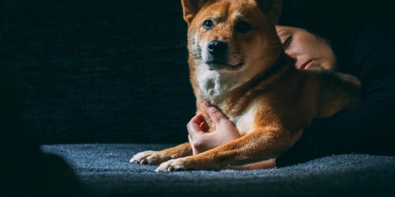 pas koji gradi odnos poverenja sa vlasnikom