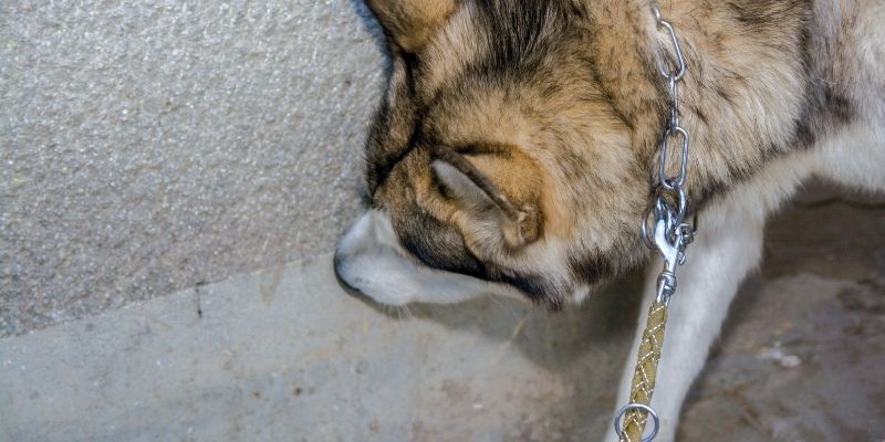  pas piški po stanu zbog obeležavanja teritorije