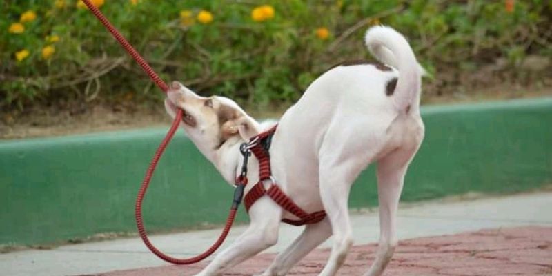 Ekstremna kontrola: Pas u urbanom okruženju, sputan povodcem i pravilima