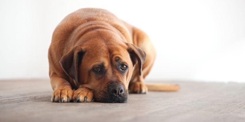 Emocionalni konflikt između čoveka i psa kao deo kulture konflikta