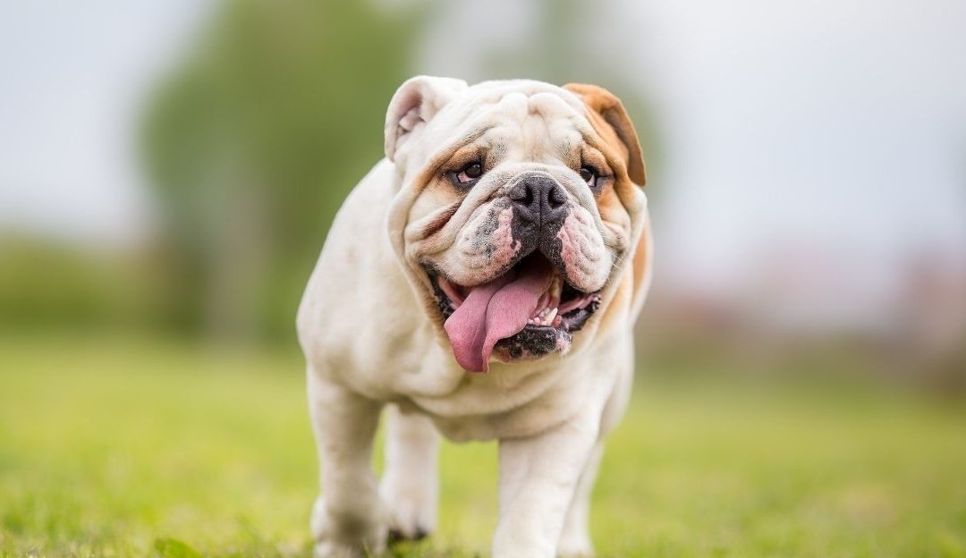 engleski buldog ne bi opstao u prirodi