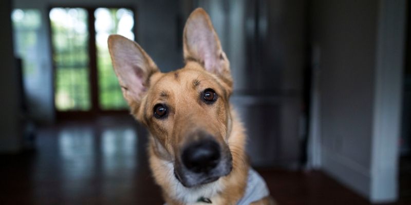 Pas koji pokazuje uznemirenost ili kožne reakcije kao posledice pandemije kod pasa