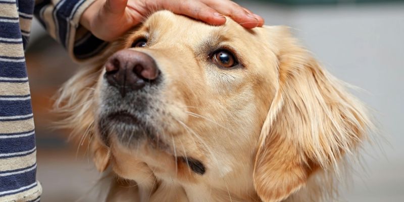Vlasnik gradi sigurnu afektivnu vezanost sa psom