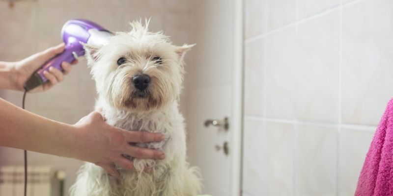 Isušena koža psa zbog neadekvatne nege