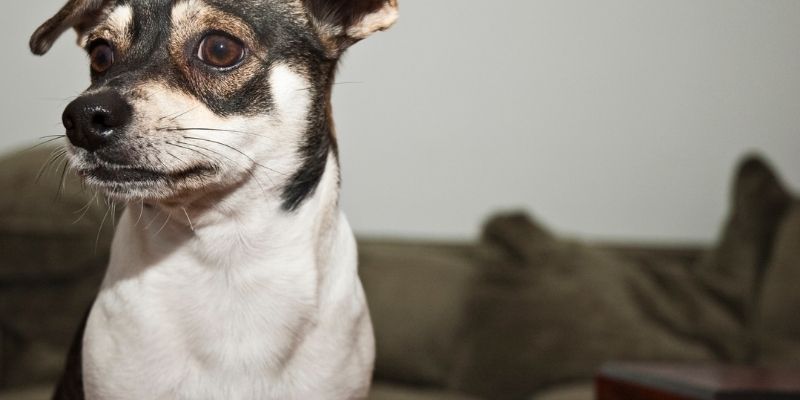 Izolacija psa kao poruka granice