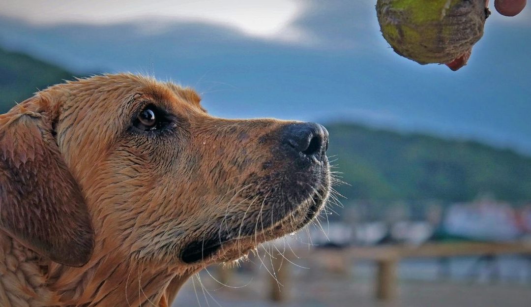 Kada igra sa psom postane zamka
