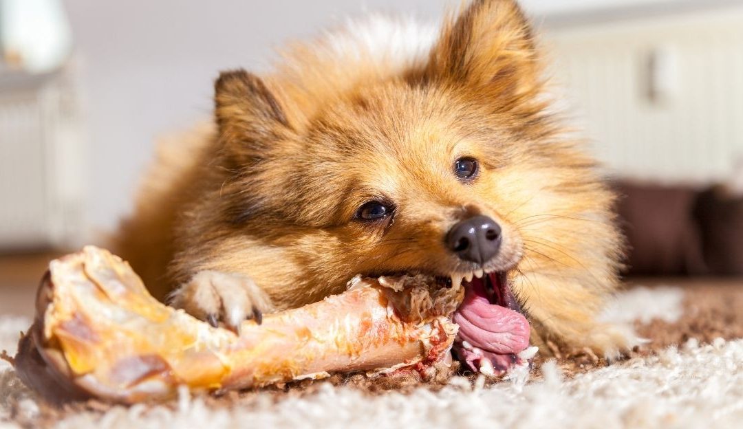 Kako uzeti kost od psa bez konflikta