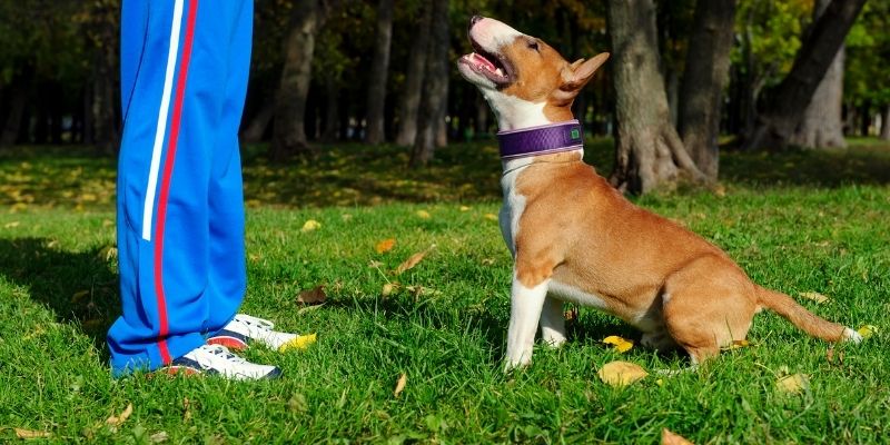 Kaznena dresura pasa i traumatične metode