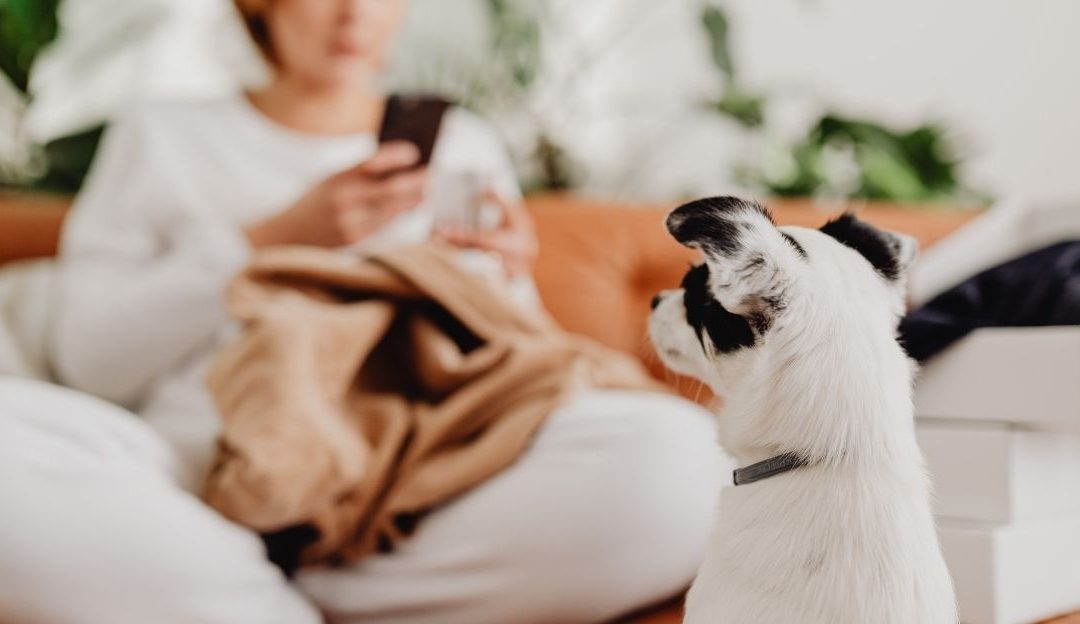Tihi alarm u vašem domu: Da li vaš pas nosi vaš neobrađeni kovid-stres?