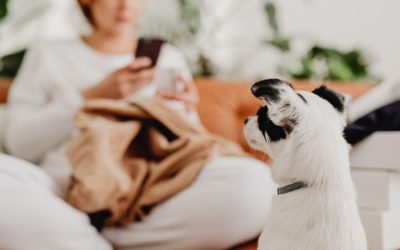 Tihi alarm u vašem domu: Da li vaš pas nosi vaš neobrađeni kovid-stres?