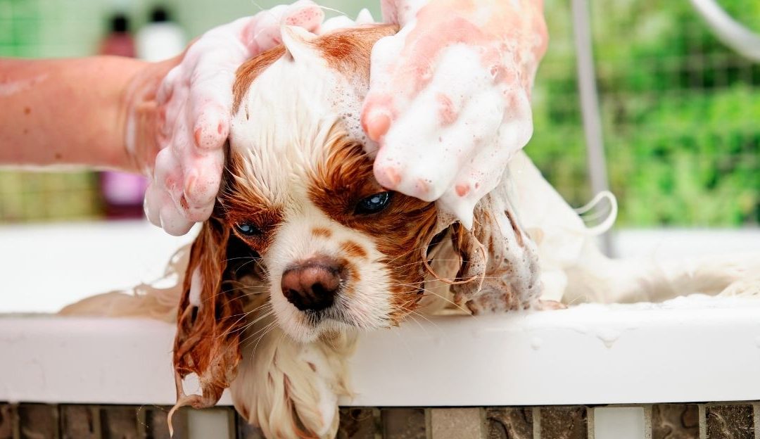 Kozmetika za pse: problem nije zla namera, već neznanje