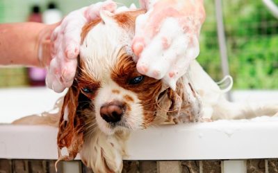 Kozmetika za pse: problem nije zla namera, već neznanje