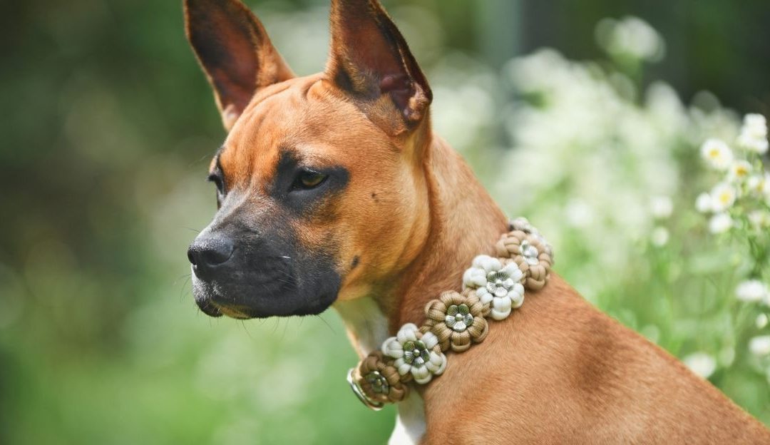 Nevidljivi lanci: Novo ropstvo pasa u ime ljubavi