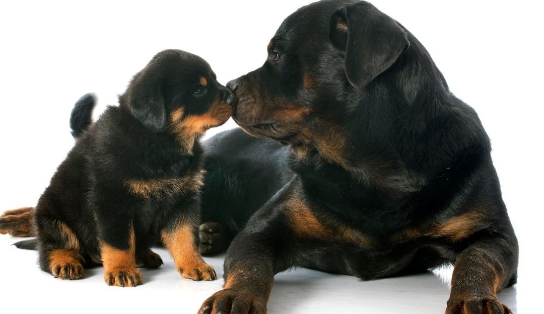 Zašto ženka psa prestaje da čuje štence posle 13 dana?