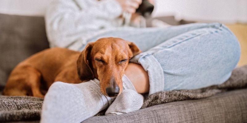 Mirni pas pored stabilnog vlasnika u poziciji poverenja