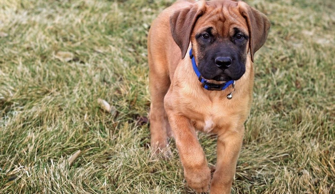 Da li je moguća displazija kuka sa 8 meseci?