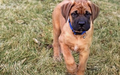 Da li je moguća displazija kuka sa 8 meseci?