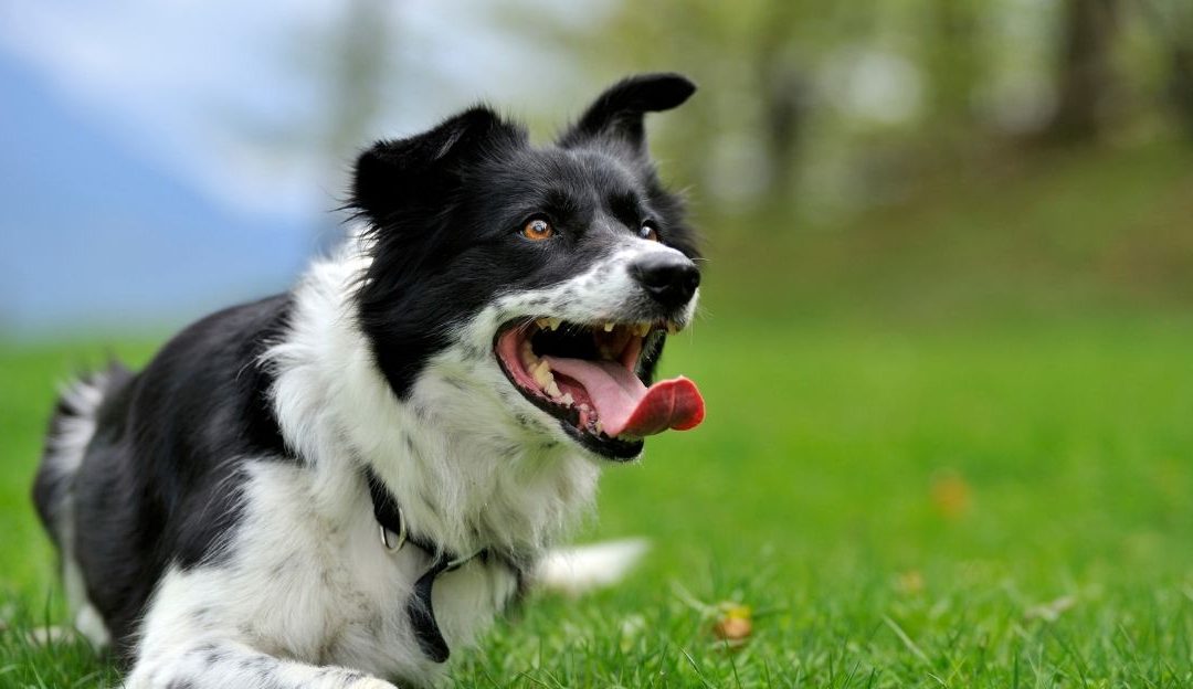 Pas odbija poslušnost i stvara kulturu konflikta sa vlasnikom