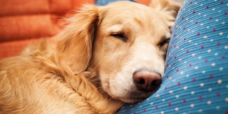 Pas koji je miran i ne zavisi od vremena hranjenja