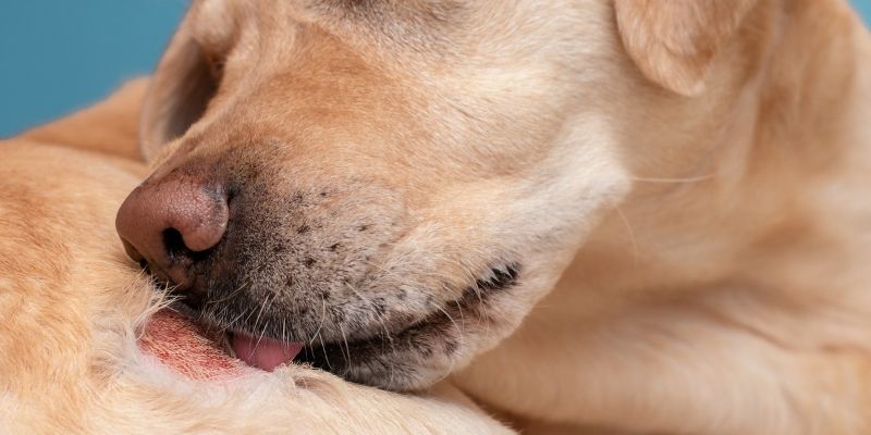 Pas sa simptomima alergije na koži