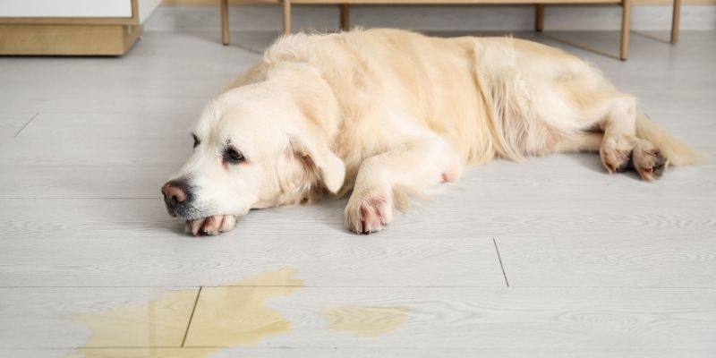 Pas mokri po kući zbog anksioznosti razdvajanja