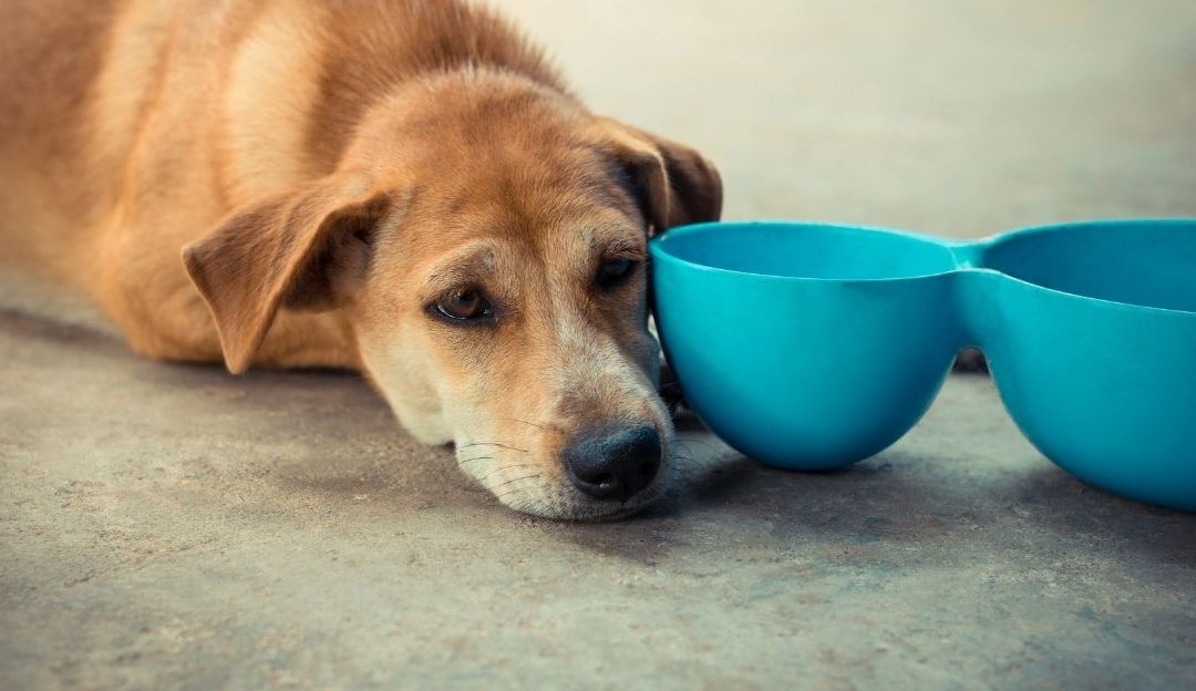 Pas koji čeka obrok u isto vreme