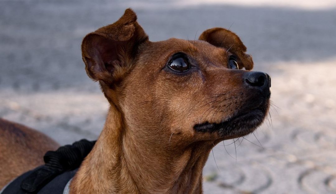 Pas stoji i čeka vlasnika u trenutku tišine i odluke