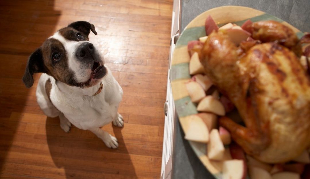 Pas gleda ostatke hrane na stolu